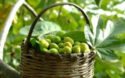 FICOSCIA. An event dedicated to His Majesty the Cilento White Fig